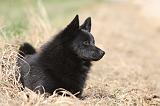 SCHIPPERKE 440